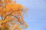 Yellow Leaves In Front Of Blue Sky Stock Photo
