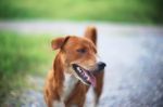 Brown Dog Smiles Stock Photo