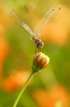 Yellow Black Pattern Dragon Fly Close Up Stock Photo