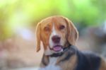 Portrait Of A Cute Beagle Dog Stock Photo