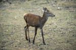 Deer Outside During The Day Stock Photo