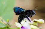 Carpenter Bee Macro Stock Photo