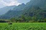 Tobacco Plantation Stock Photo