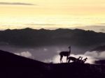 Vicugna. Cordillera Occidental, Andes, Central Ecuador, Near The Stock Photo