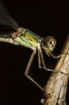 Southern Emerald Damselfly (lestes Barbarus) Insect Stock Photo