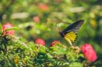 Monarch Butterfly Stock Photo