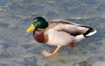 Beautiful Postcard With A Mallard Walking On Ice Stock Photo