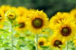 Sunflower Or Helianthus Annuus In The Farm Stock Photo