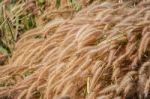 Golden Grass Flower Stock Photo