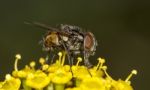 Common Fly Insect Stock Photo