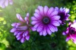 Sunrises At Flower Field Stock Photo