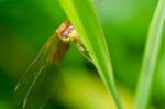 Dragonfly In Garden Stock Photo