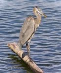 Postcard With A Great Blue Heron Standing On A Log Stock Photo