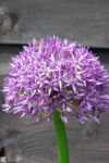 Allium Flower Stock Photo