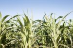 Green Field Of Corn Growing Up Stock Photo