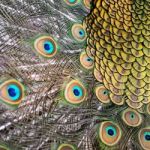 Male Green Peacock Feathers Stock Photo