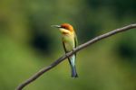 Chestnut Headed Bee Eater Stock Photo