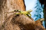 Iguanas At The Iguana Park In Downtown Of Guayaquil, Ecuador Stock Photo