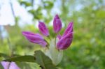 Rhododendron Stock Photo