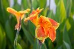 Beautiful Orange Canna Lily Stock Photo