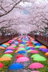 Jinhae,korea - April 4 : Jinhae Gunhangje Festival Is The Largest Cherry Blossom Festival In Korea.tourists Taking Photos Of The Beautiful Scenery Around Jinhae,korea On April 4,2015 Stock Photo