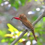 Female Banded Kingfisher Stock Photo