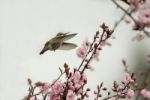 Rufous Hummer At Plum Blossom Stock Photo