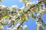 The Blooming Of Apple Trees Stock Photo