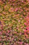 Walls Are Covered With Ivy Stock Photo