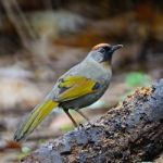 Silver-eared Laughingthrush Stock Photo