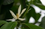 
White Chempaka White Bloom On The Beautiful Aroma Stock Photo