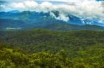 Tea Estate Stock Photo