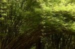 Bamboo Forest Stock Photo