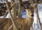 Beautiful Background With The Very Cute Wild Deer Stock Photo