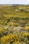 Algarve Countryside Hills With Yellow Bushes In Spring Stock Photo