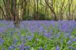 Sussex Bluebells Stock Photo