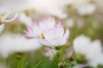 White Cosmos With Beautiful Stock Photo