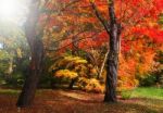 Sun Shines On Trees With Red And Yellow Leave Stock Photo