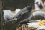 Oregon Junco Stock Photo