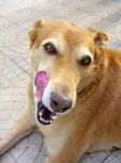 Dog Licking Stock Photo