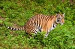 Bengal Tiger Stock Photo