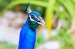 Peacock Head Stock Photo