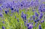 Bee In A Field Of Lavender Stock Photo