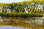 Autumn Scenery Near A Lake With Yellow Leaves On  Trees In Fall Stock Photo