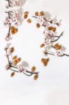 Almond Tree Branch And Almonds Stock Photo