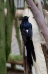 Fuengirola, Andalucia/spain - July 4 : White-rumped Shama (copsy Stock Photo