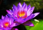 Blue Water Lily Stock Photo