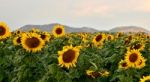 Sunflower Stock Photo