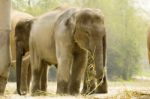 Baby Asian Elephant Stock Photo