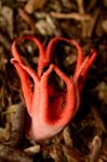 Emerging Devil's Fingers Fungus Stock Photo